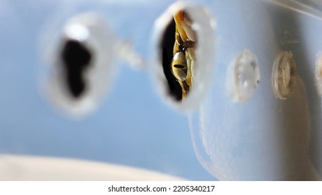 Ball Python Snake Eye Close Up