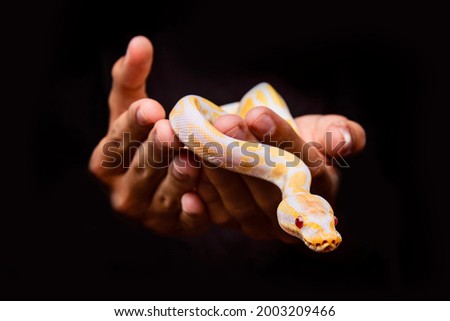 Ball Python snake held by child's hands