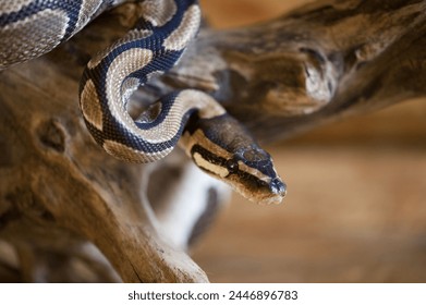 Ball python snake photography .