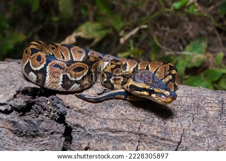 ball python snake Python regius on the wild