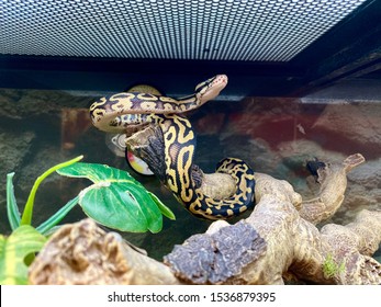 Ball python in a terrarium