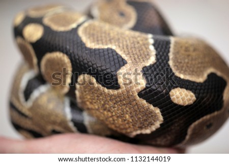 ball python yellow, brown and black skin close up, with natural light in Africa