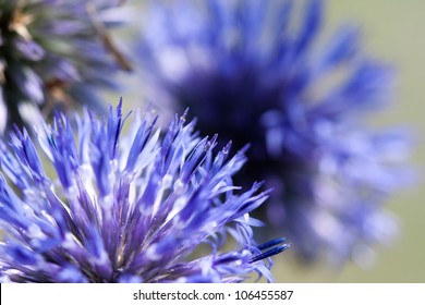 ball shaped blue flowers of echinops ruthenicus - Powered by Shutterstock