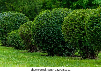 Ball Shaped Shrubs In City Park, Topiary Art