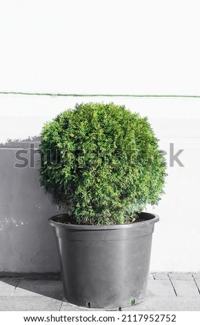 Ball trimmed thuja growing in large plastic pot on city street. Big potted green thuya growth on summer backyard. Round shape evergreen topiary tree grow in flowerpot by white house wall background
