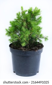 Ball trimmed thuja in plastic pot isolated on white background. Big potted green thuya grow on backyard cutout. Evergreen topiary tree in large flowerpot cut out, outdoor landscaping decor. - Shutterstock ID 2164491025