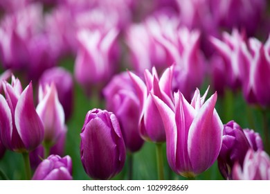 54,107 Purple flag Images, Stock Photos & Vectors | Shutterstock