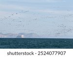 The Ballestas Islands, located off the coast of Paracas in Peru, are a stunning natural wonder often referred to as the "Poor Man