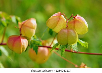 Ballon Vine Hd Stock Images Shutterstock