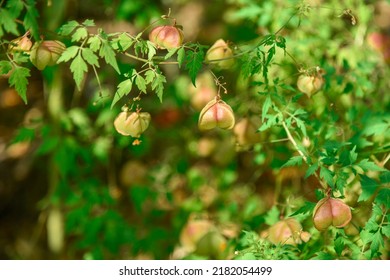 Ballon Vine,Heart Pea,Cardiospermum halicacabum L.(SAPINDACEAE)
Medicinal properties: cure asthma, diuretic,menstruation,cure rheumatoid arthritis
The ivy is intertwined on the tree or on the branches