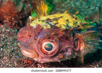 Ballonfisn or pufferfish in South Pacific, Sulawesi Indonesia