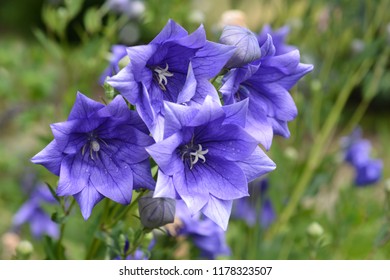 Balloon Flower Double Blue - Latin name - Platycodon grandiflorus Double Blue - Shutterstock ID 1178323507