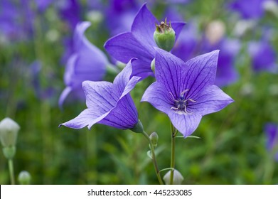 Balloon Flower(Platycodon Grandiflorus)