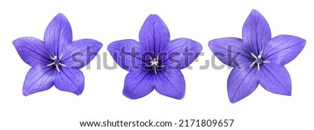 Balloon flowers  isolated on white background