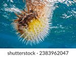 Balloon Porcupine fish in the underwater world. Underwater Balloon Porcupine fish. Balloon Porcupine fish underwater