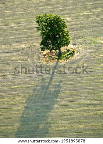 Similar – Baum von oben Natur