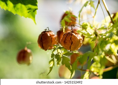Balloon Vine Plant Images Stock Photos Vectors Shutterstock Balloon Vine Plant Images Stock Photos Vectors Shutterstock