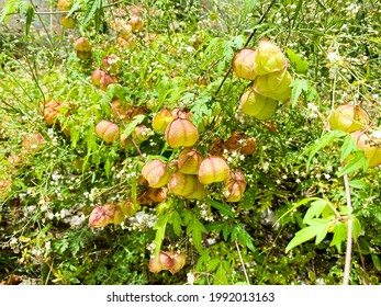 Balloon Vine High Res Stock Images Shutterstock Balloon Vine High Res Stock Images Shutterstock