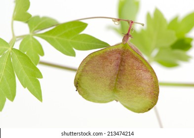 Balloon Vine Images Stock Photos Vectors Shutterstock