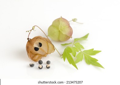 Balloon Vine Plant Images Stock Photos Vectors Shutterstock Balloon Vine Plant Images Stock Photos Vectors Shutterstock