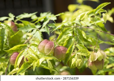 Balloon Vine High Res Stock Images Shutterstock Balloon Vine High Res Stock Images Shutterstock