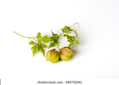 Balloon Vine Plant Hd Stock Images Shutterstock