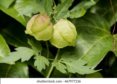 Balloon Vine Images Stock Photos Vectors Shutterstock