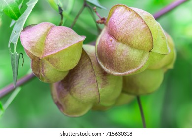 Balloon Vine Heart Pea Heart Seed Stock Photo Edit Now