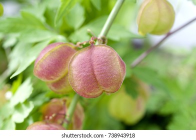 Smooth Leaved Heart Pea Images Stock Photos Vectors Shutterstock