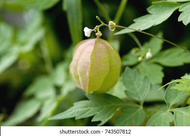 Balloon Vine Imagenes Fotos De Stock Y Vectores Shutterstock