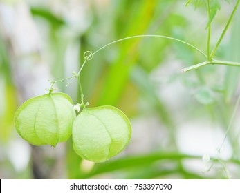 Balloon Vine High Res Stock Images Shutterstock