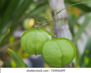 Balloon Vine High Res Stock Images Shutterstock Balloon Vine High Res Stock Images Shutterstock