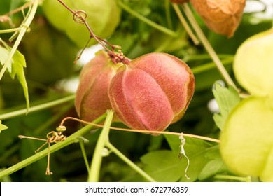 Balloon Vine High Res Stock Images Shutterstock Balloon Vine High Res Stock Images Shutterstock