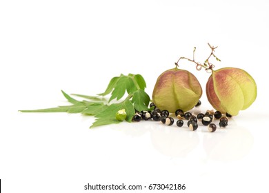 Balloon Vine Imagenes Fotos De Stock Y Vectores Shutterstock Balloon Vine Imagenes Fotos De Stock Y Vectores Shutterstock