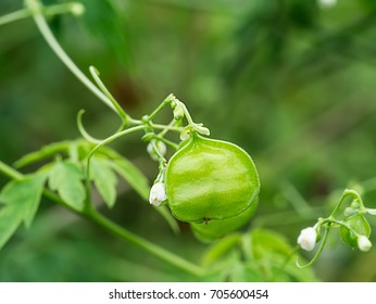 Balloon Vine Plant Hd Stock Images Shutterstock