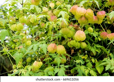 Balloon Vine High Res Stock Images Shutterstock Balloon Vine High Res Stock Images Shutterstock