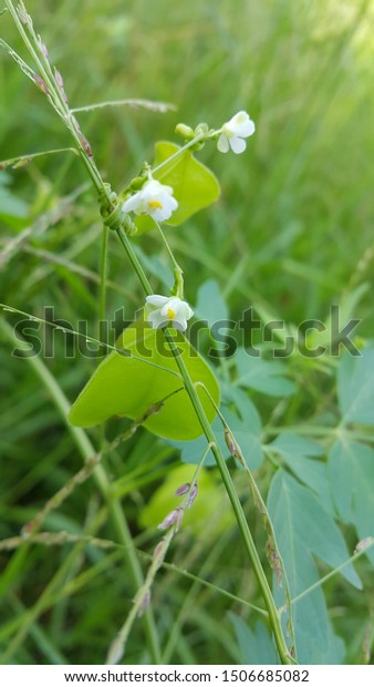 Balloon Vine White Color Flowers On Stock Photo Edit Now