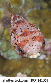 A Balloonfish, Fishes Of Flower Garden Banks