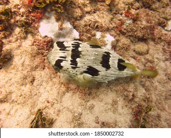 A Balloonfish Rests In A Coral Reef.