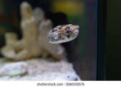 A Balloonfish Swimming In The Water.