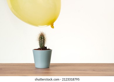 Balloons floatingon air close to cactus. Risk, danger zone, tense concept.