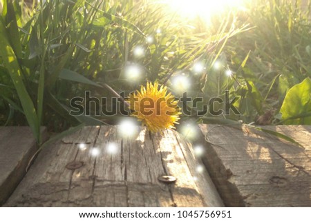 Balloons patterns of light on the dandelion sunlight  prana