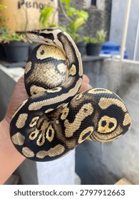 BallPython - Leopard pastel (morph)