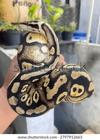 BallPython - Leopard pastel (morph)