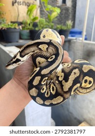 Ballpython - Morph Leopard Pastel