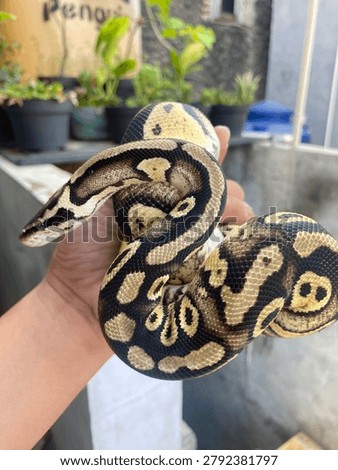 Ballpython - Morph Leopard Pastel