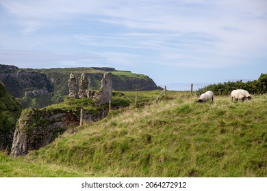 Ballymena, County Antrim, Northern Ireland - Aug 30, 2020: A few sheep grazing next to Dunseverick Castle ruins