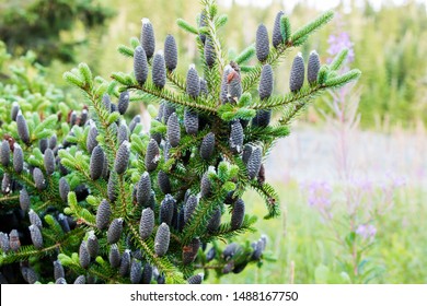 Balsam Fir - Abies Balsamea Cones