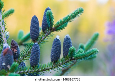 Balsam Fir - Abies Balsamea Cones