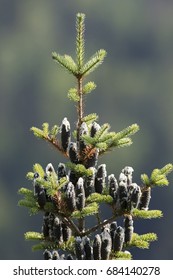 Balsam Fir, Abies Balsamea In Summer